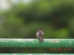 Hirundo tahitica