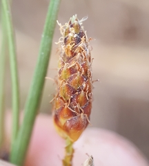 Fimbristylis ferruginea