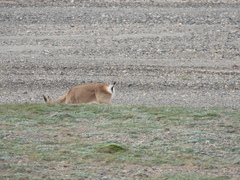 Procapra picticaudata