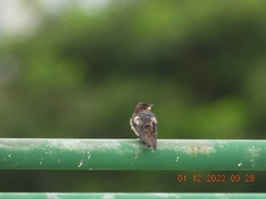 Hirundo tahitica