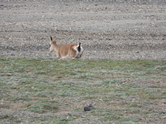 Procapra picticaudata