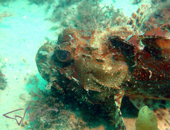Scorpaena jacksoniensis