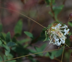 Pimelea linifolia