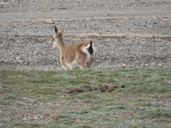 Procapra picticaudata