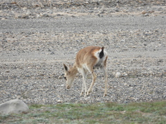 Procapra picticaudata