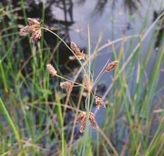 Fimbristylis ferruginea