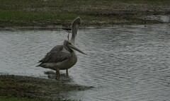 Pelecanus rufescens
