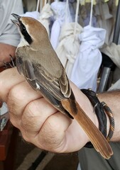 Lanius phoenicuroides