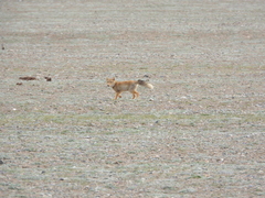 Vulpes ferrilata
