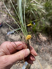 Lomandra glauca