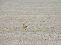 Vulpes ferrilata