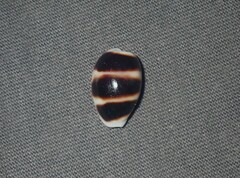 Palmadusta asellus