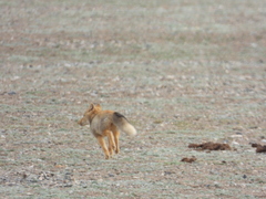 Vulpes ferrilata