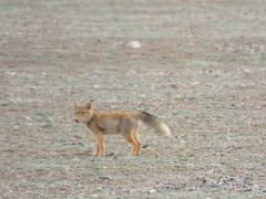 Vulpes ferrilata