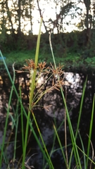Cyperus corymbosus