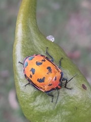 Tectocoris diophthalmus