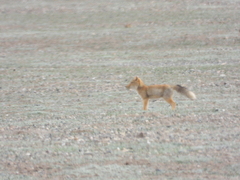 Vulpes ferrilata