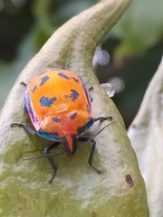 Tectocoris diophthalmus
