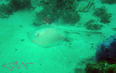 Trygonoptera testacea