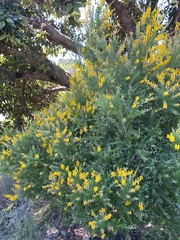 Genista
