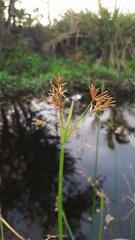 Cyperus corymbosus
