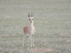 Procapra picticaudata