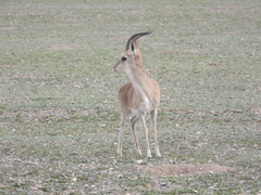 Procapra picticaudata