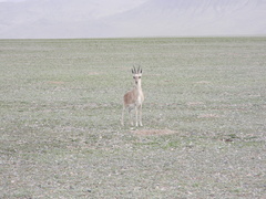 Procapra picticaudata