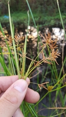 Cyperus corymbosus