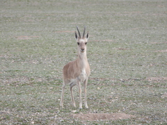 Procapra picticaudata