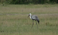 Bugeranus carunculatus