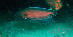 Lotella rhacina