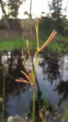 Cyperus corymbosus