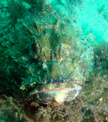 Scorpaena jacksoniensis