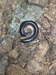 Tachypodoiulus niger