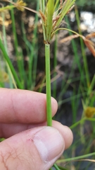 Cyperus corymbosus