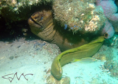 Gymnothorax prasinus