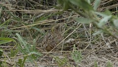 Turnix sylvaticus lepurana