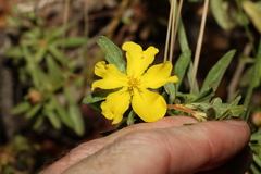Hibbertia linearis