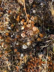 Cladonia verticillata