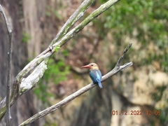 Pelargopsis capensis