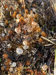 Cladonia verticillata
