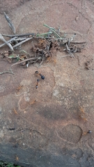 Camponotus maculatus