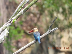 Pelargopsis capensis
