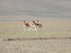 Equus kiang