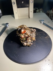 Cladonia verticillata
