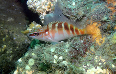 Hypoplectrodes maccullochi