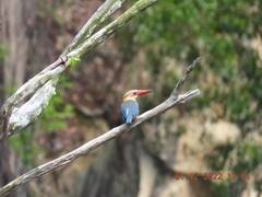 Pelargopsis capensis