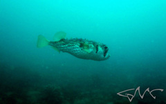 Dicotylichthys punctulatus