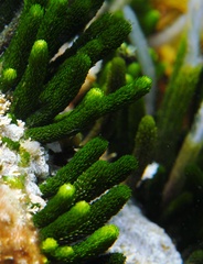 Caulerpa brownii